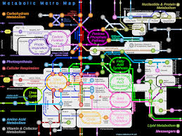 BHS001-2 Human Metabolism And Genetics Assignment