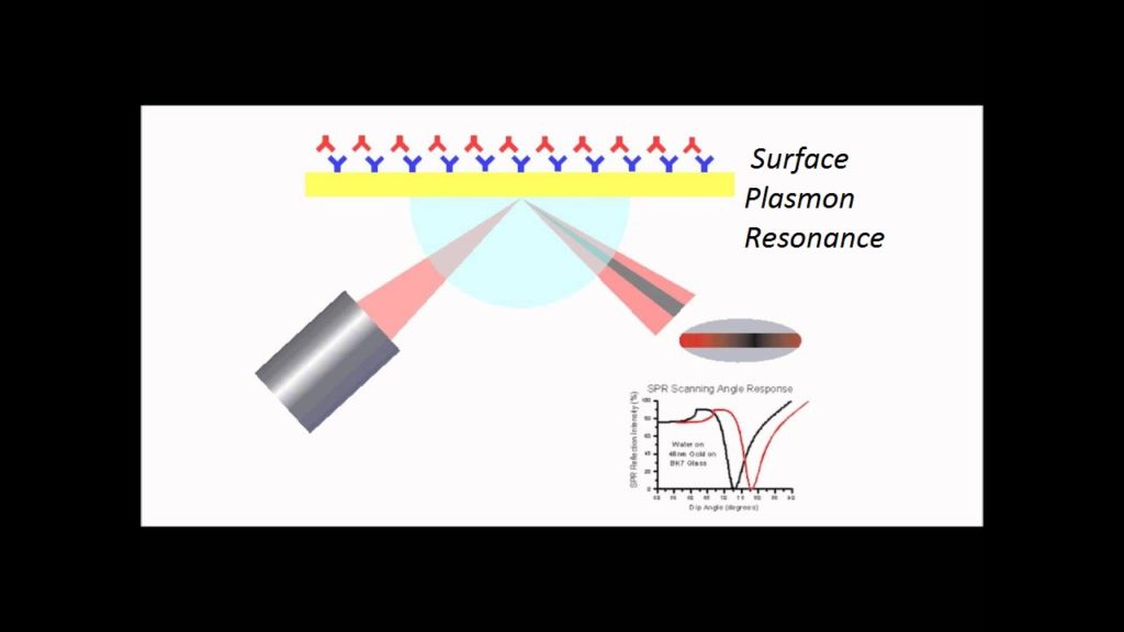 BHS013-6 Applications of Surface Plasmon Resonance In Biotechnology 