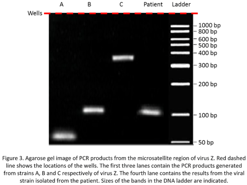 BHS004-3 Restriction Enzyme Mapping & Forensic PCR Analysis